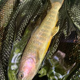 ニッコウイワナ