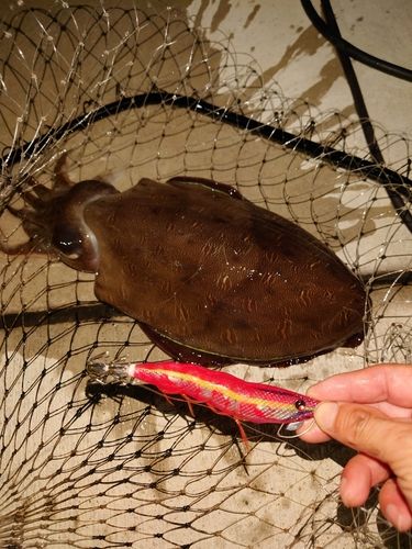 モンゴウイカの釣果