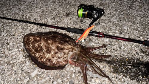 モンゴウイカの釣果