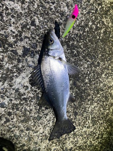 セイゴ（ヒラスズキ）の釣果