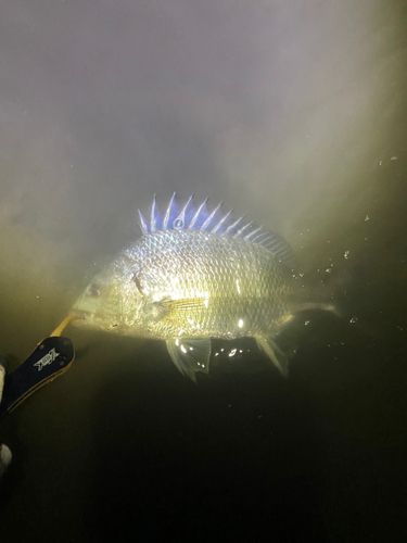 キビレの釣果