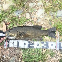 スモールマウスバス