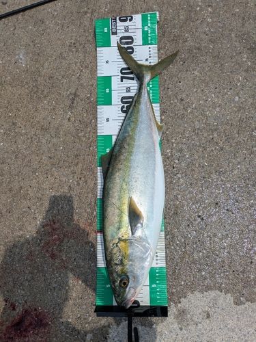 ブリの釣果