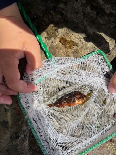 ハオコゼの釣果