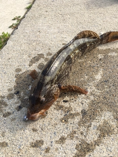 アイナメの釣果