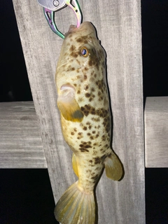 ヒガンフグの釣果