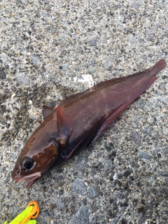 チゴダラの釣果
