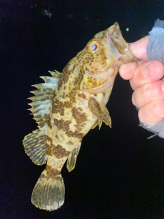 タケノコメバルの釣果