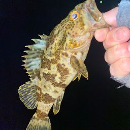 タケノコメバル