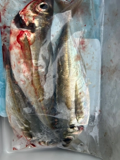 マアジの釣果