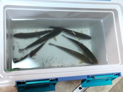 ヤマメの釣果