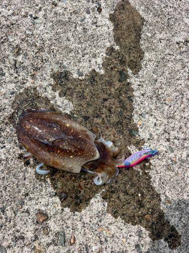 コウイカの釣果