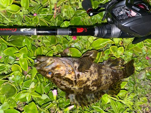 タケノコメバルの釣果