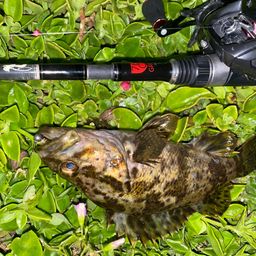 タケノコメバル