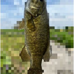 スモールマウスバス