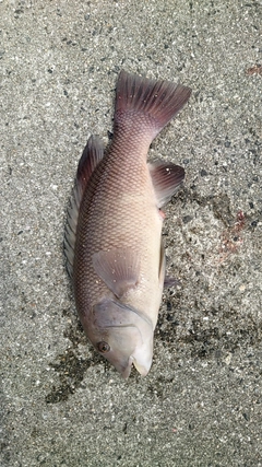 カンダイの釣果