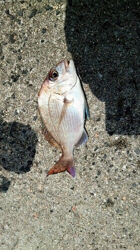 チャリコの釣果