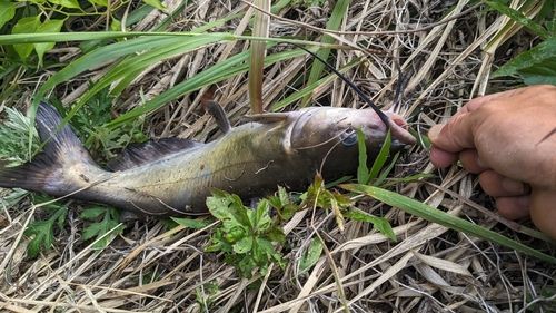 アメリカンキャットフィッシュの釣果