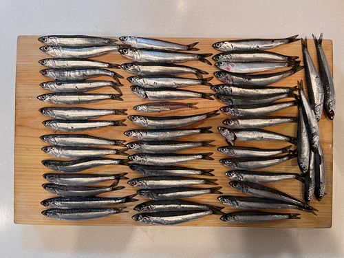 カタクチイワシの釣果