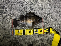 シロメバルの釣果