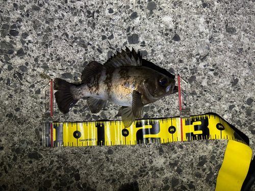 シロメバルの釣果