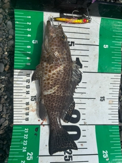 オオモンハタの釣果