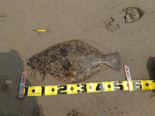 ヒラメの釣果