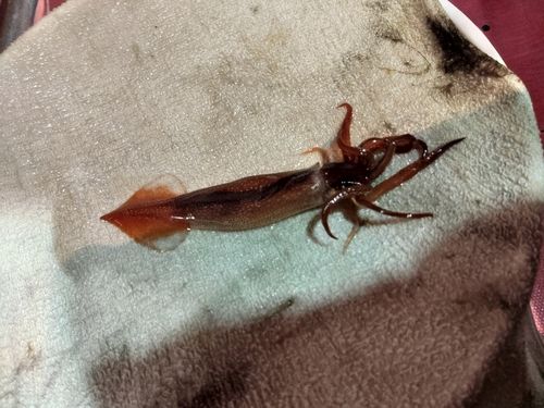 ムギイカの釣果