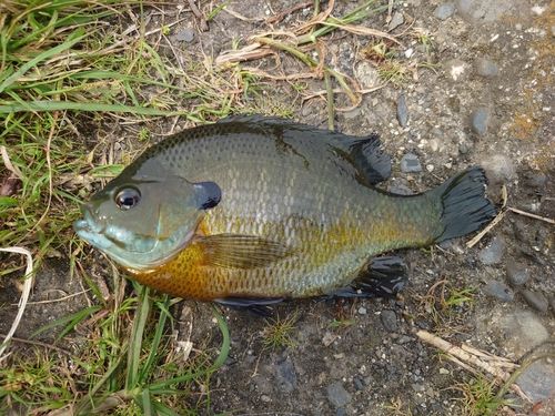 ブルーギルの釣果
