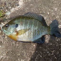 ブルーギル