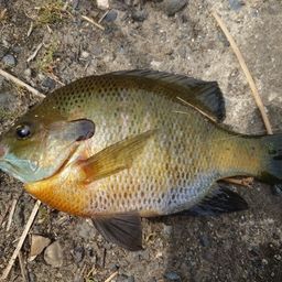 ブルーギル