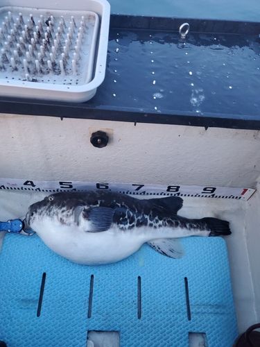 タイの釣果