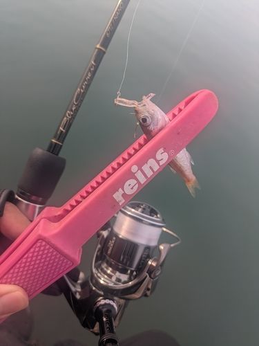 クロムツの釣果