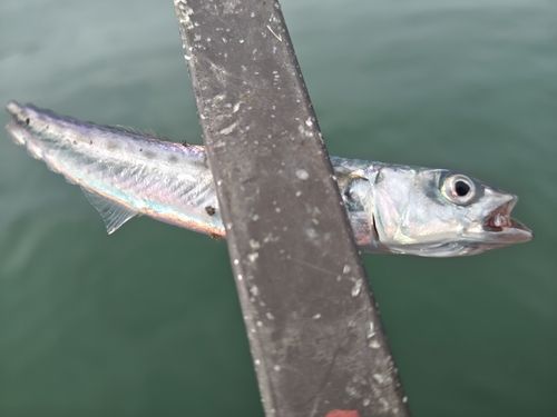 サバの釣果