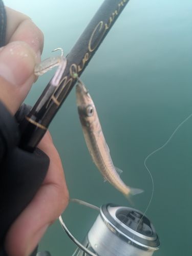 アカカマスの釣果