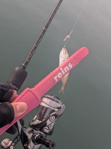 マアジの釣果