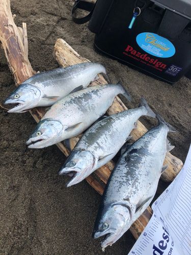 ウミサクラの釣果