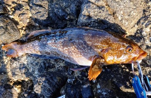 アイナメの釣果