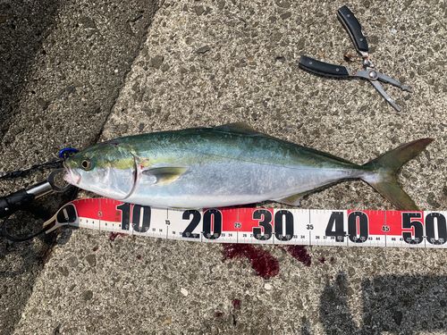 ハマチの釣果