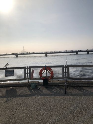 タイの釣果