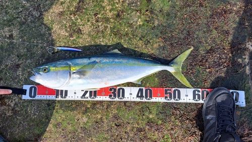 イナダの釣果