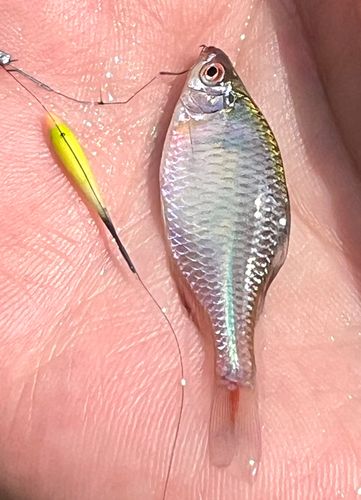 タイリクバラタナゴの釣果