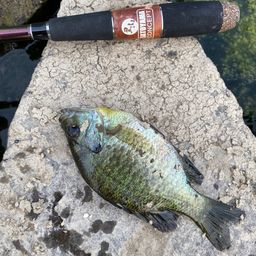 ブルーギル