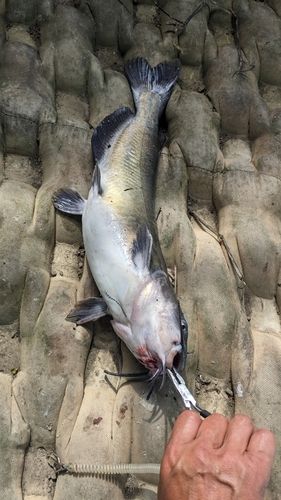 アメリカンキャットフィッシュの釣果