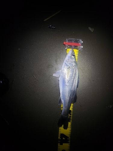 セイゴ（マルスズキ）の釣果
