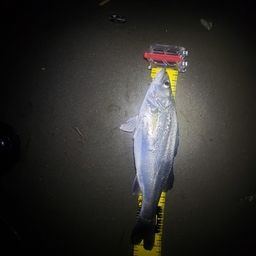 セイゴ（マルスズキ）