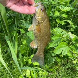 スモールマウスバス