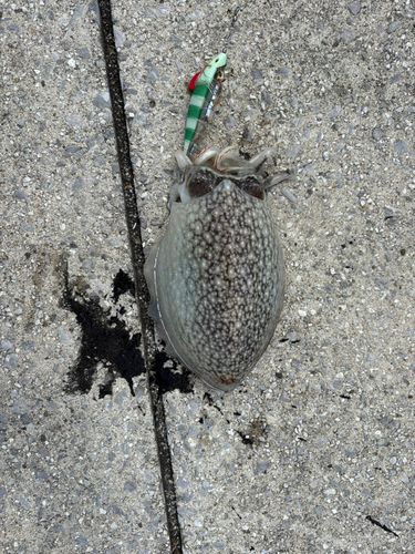 シリヤケイカの釣果