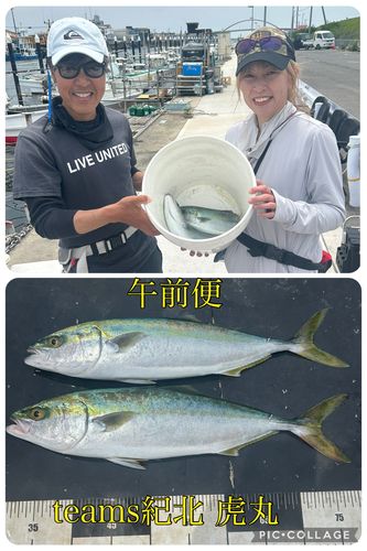 ハマチの釣果