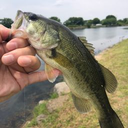 ラージマウスバス